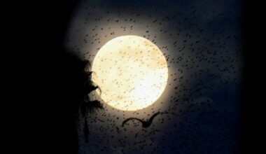 Hundreds of birds are pictured flocking in front of a full moon as it shines against a dark night sky, with the silhouette of palm trees to either side of the screen.