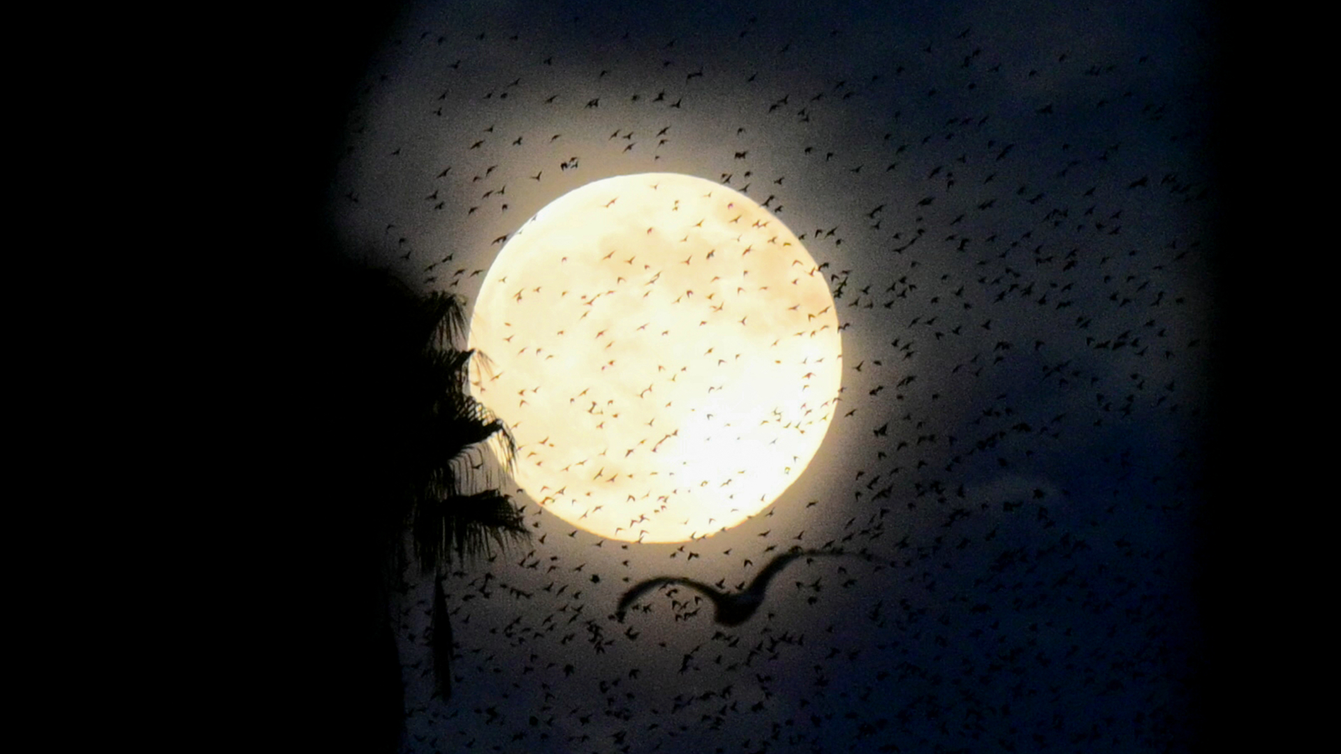 Hundreds of birds are pictured flocking in front of a full moon as it shines against a dark night sky, with the silhouette of palm trees to either side of the screen.