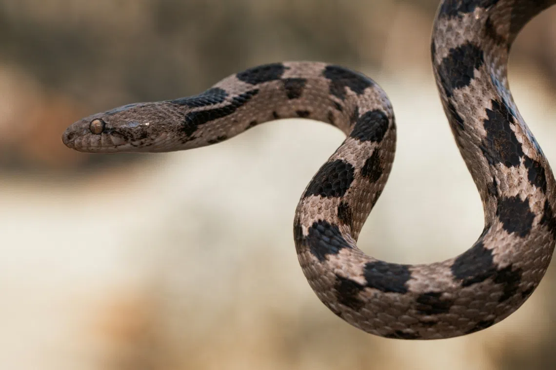 Subscribe Placeholder