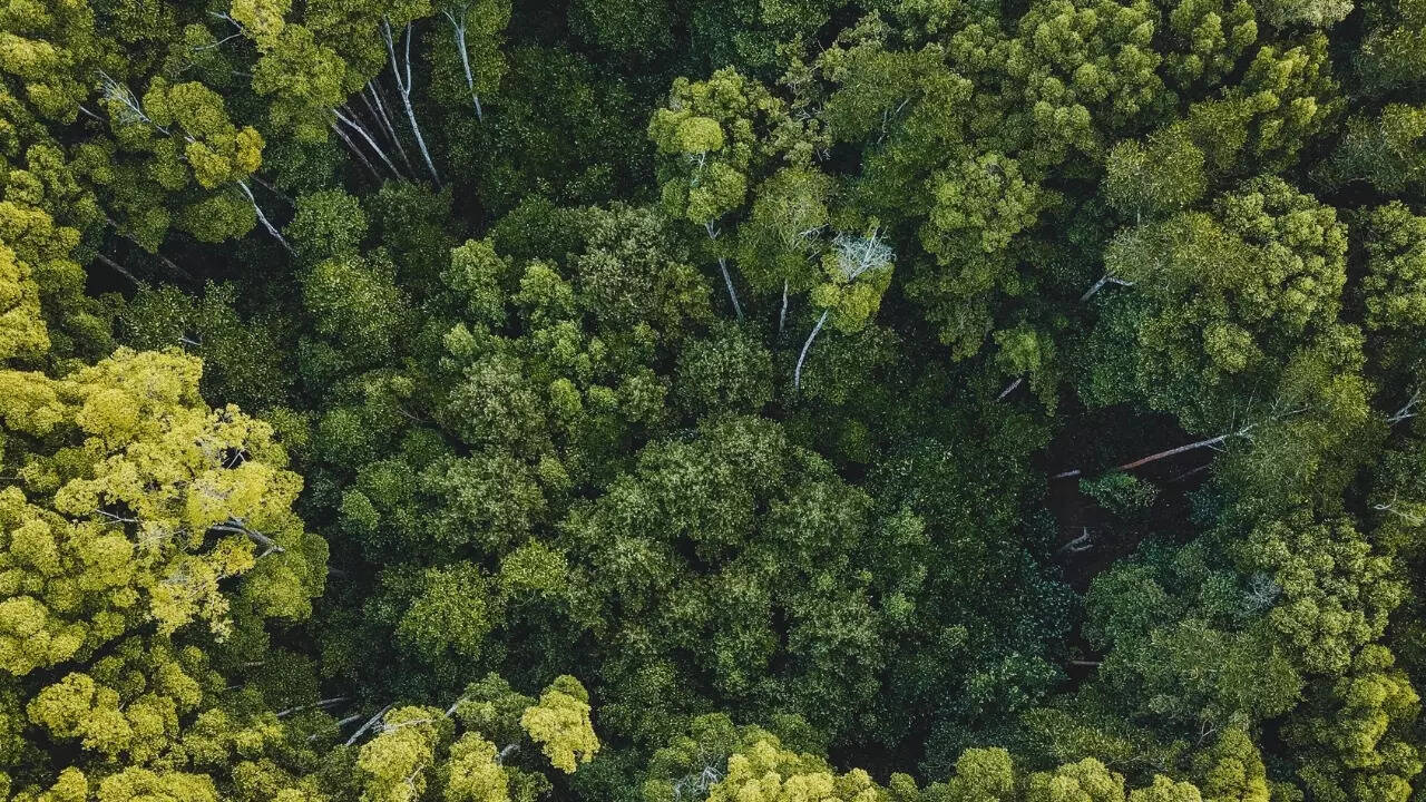 Dense tropical forest