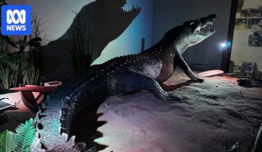 Record-breaking crocodile Cassius taxidermied for Green Island exhibit