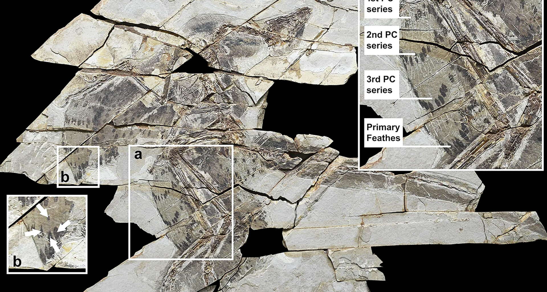 Wing morphology of Anchiornis huxleyi and the evolution of molt strategies in paravian dinosaurs. Credit: Communications Biology