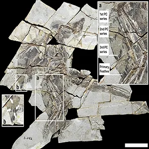 This fossil exhibits nearly complete wings and preservation of feather coloration, allowing for a detailed identification of wing morphology. The wings have four dark bars, formed by dark spots at the tips of the feathers attached to the manus (a). Credit: Communications Biology