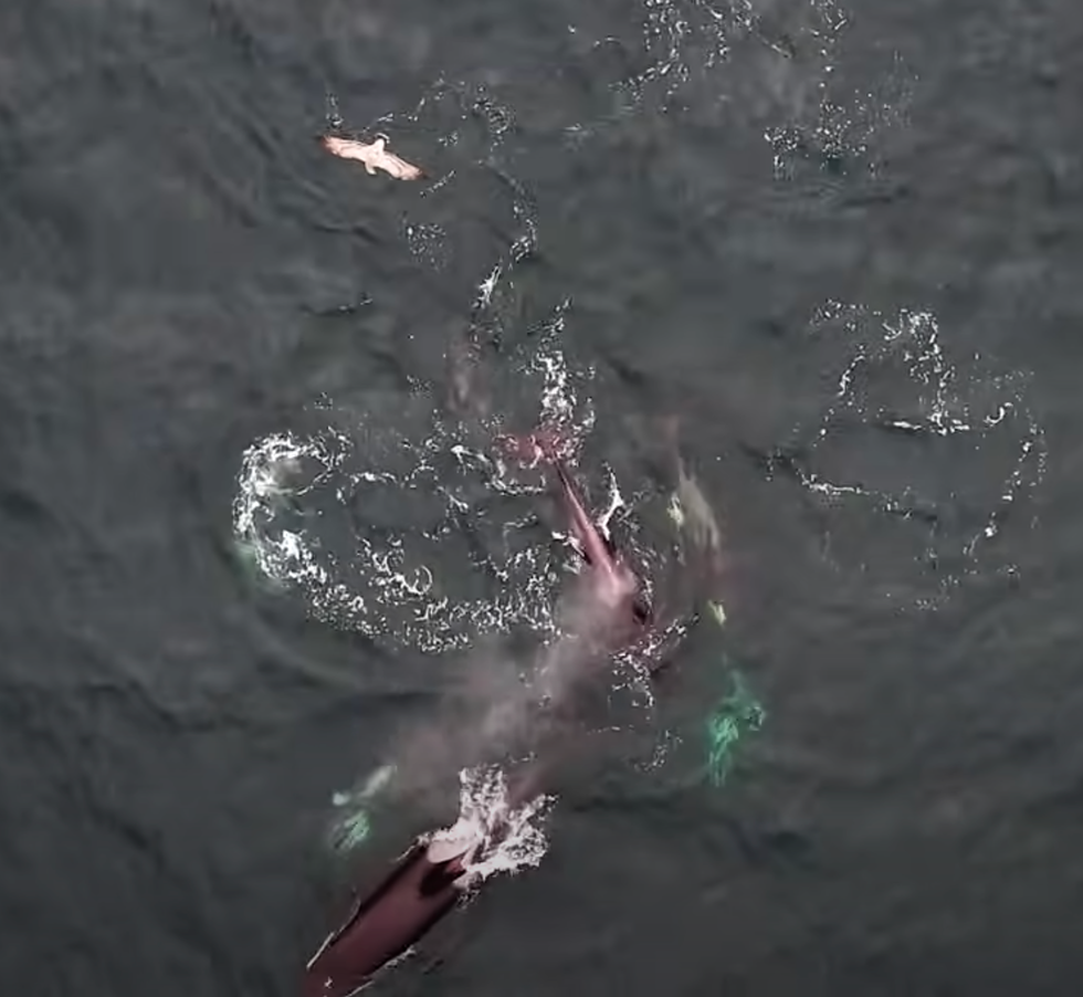 Dolphins hunting with orcas