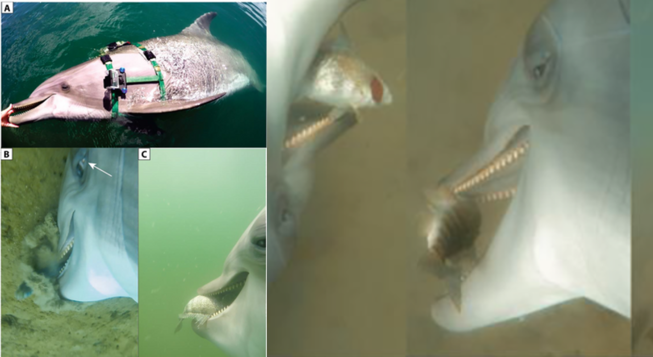 One of the aquatic mammals seen 'drilling' into the sea floor to seize a fish (US Navy/National Marine Mammal Foundation) Dolphins