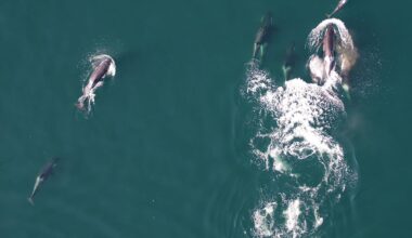 Aerial shot of a dolphin swimming with a pod of northern resident killer whales.