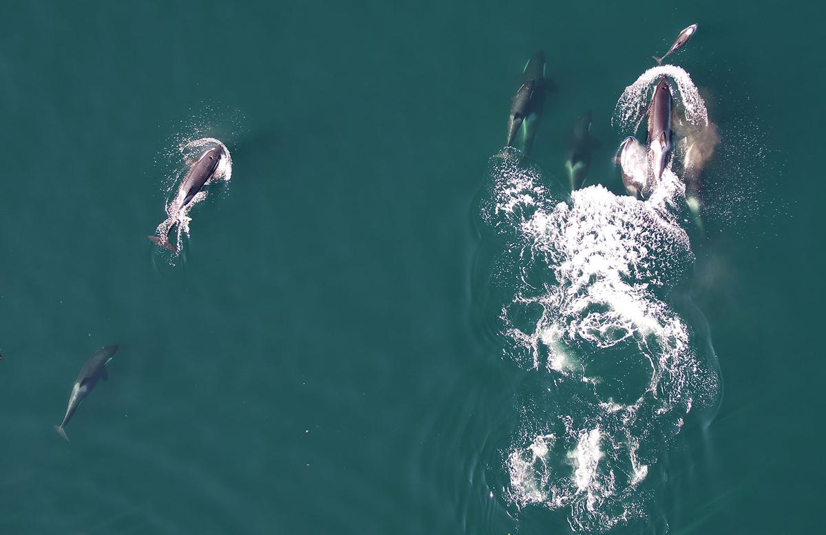 Aerial shot of a dolphin swimming with a pod of northern resident killer whales.