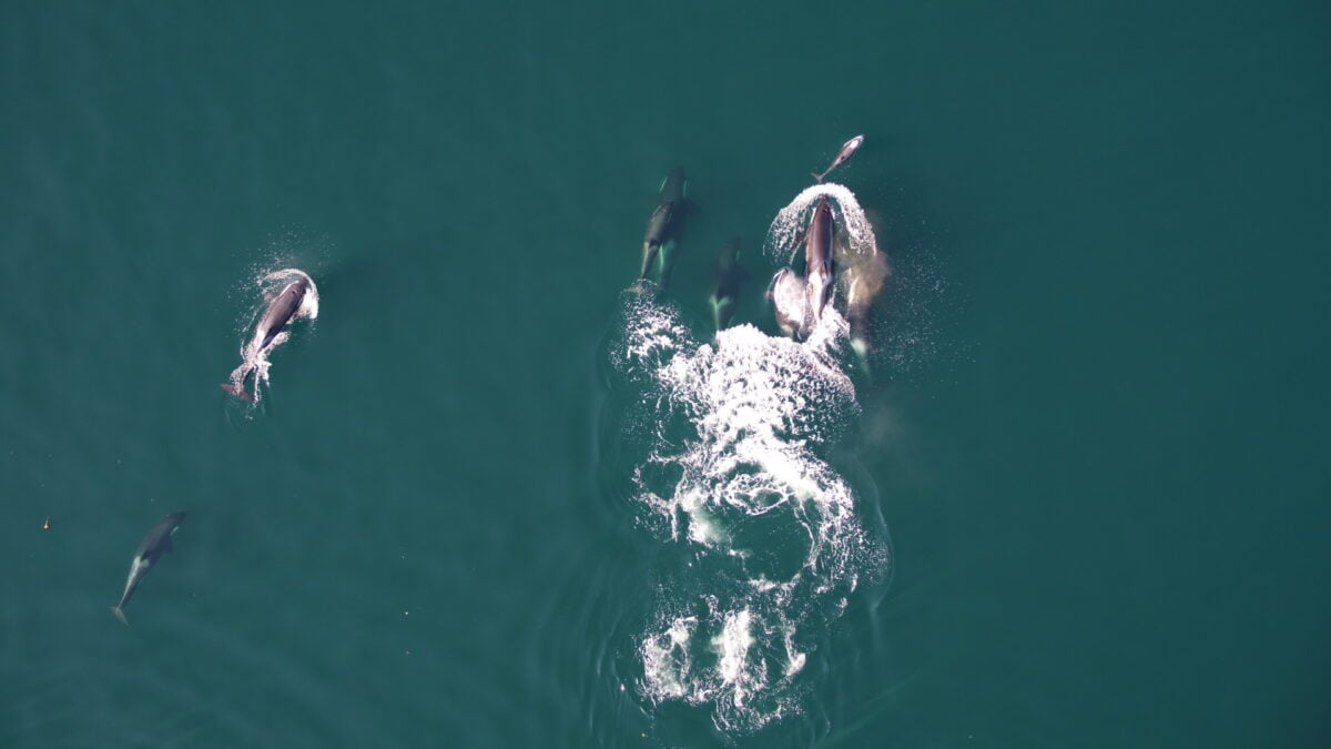 Watch Rare Video of Orcas Teaming Up With Dolphins to Hunt Giant Salmon