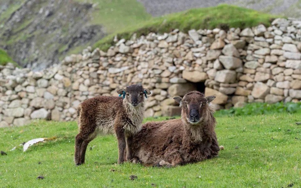 Scotland's Soay sheep