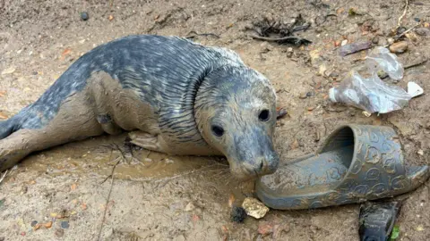Allan Cummings A grey seal pup sitting on a muddy beach surrounded by litter and an abandoned flip flop
