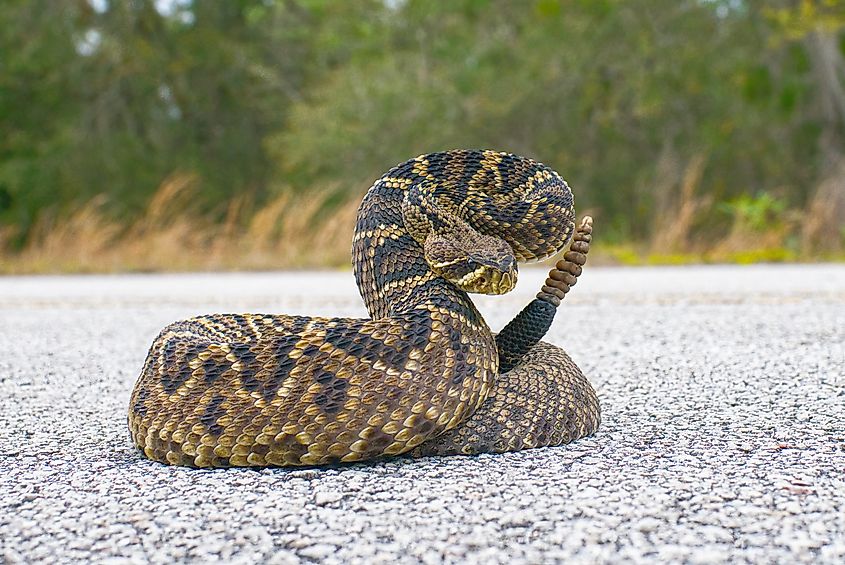 Rattlesnake
