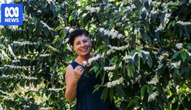 Promise of bumper coffee crop in 2026 fuelled by explosion of white flowers