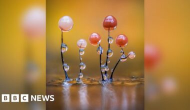 Slime mould - a hidden wonderland brought to life in photos