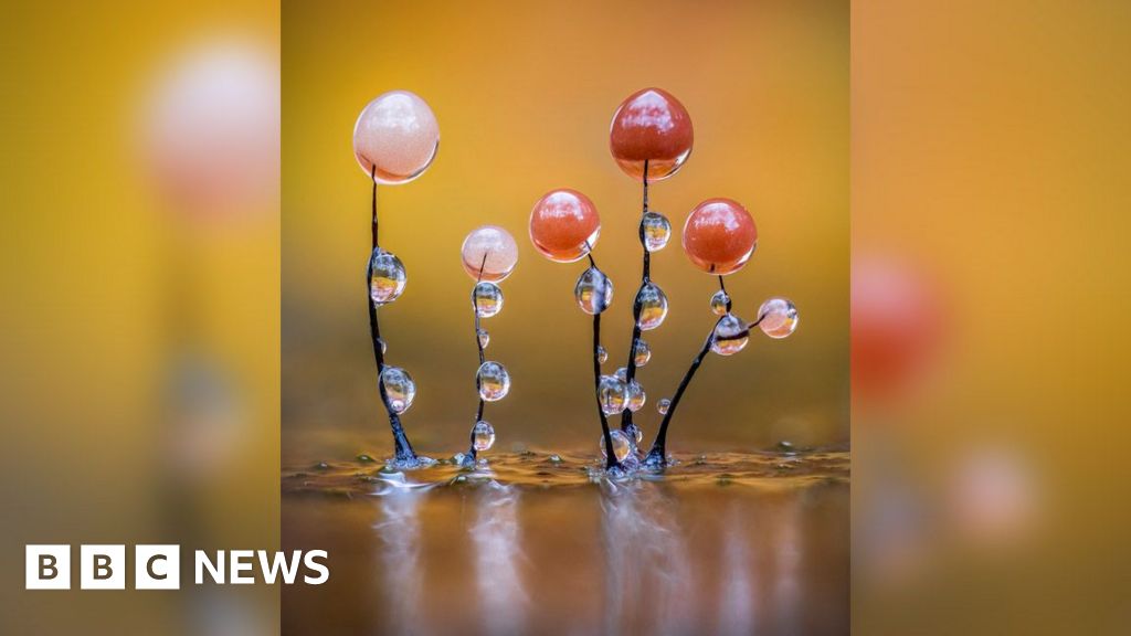 Slime mould - a hidden wonderland brought to life in photos