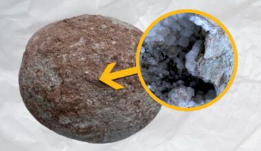 This 70-Million-Year-Old Dinosaur Egg Contained a Sparkling Crystal Surprise : ScienceAlert