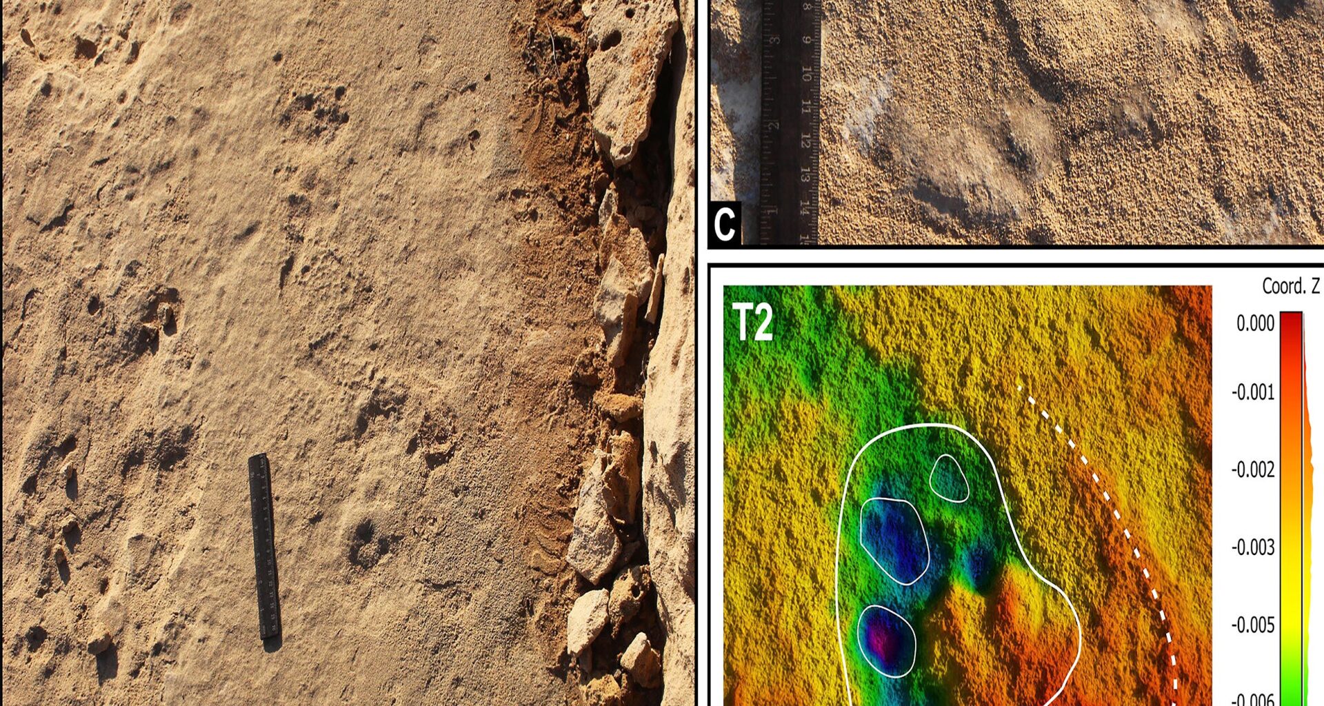 Prehistoric elephant footprints confirmed for the first time