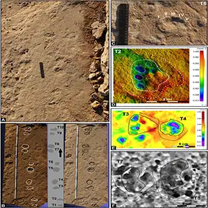 Prehistoric elephant footprints of Palaeoloxodon antiquus. Mustelipeda aff. punctata Kordos. Credit: Quaternary Science Reviews (2025)