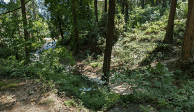 Endangered Predator Makes An Unbelievable Comeback, For The First Time In 80 Years