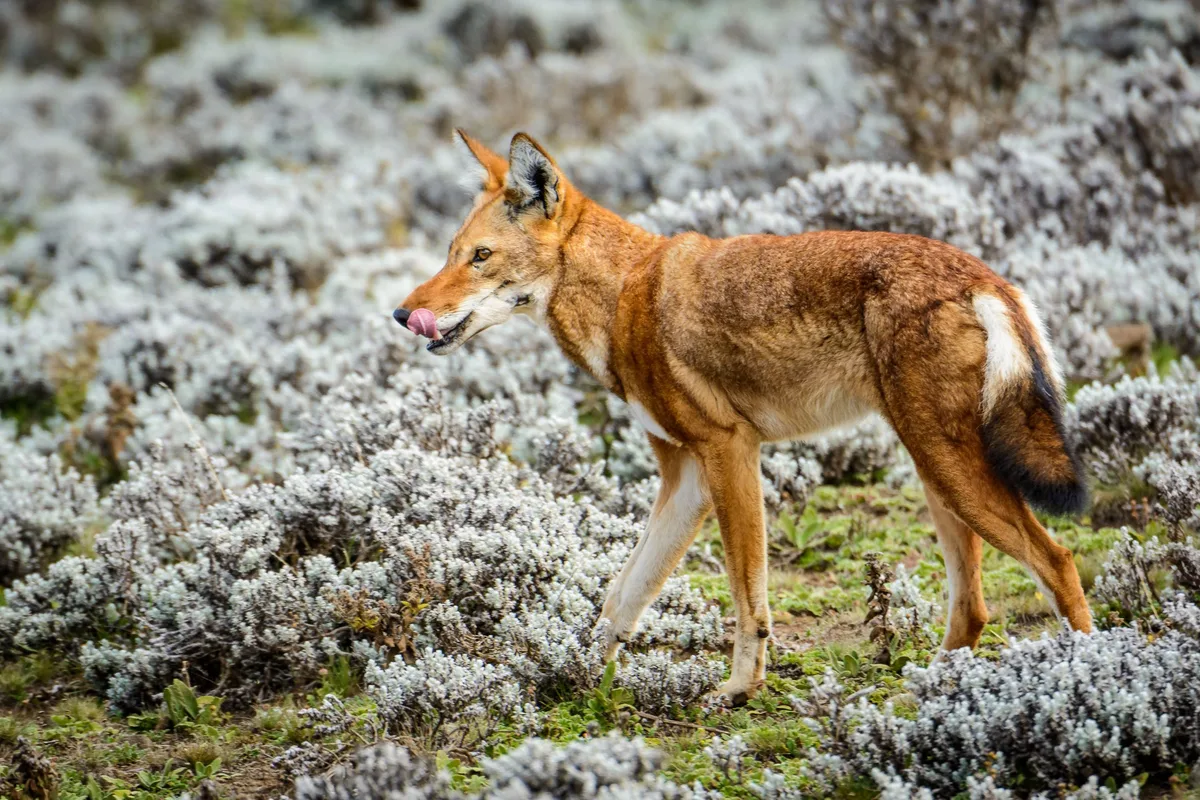 An Ethiopian wolves licks its lips