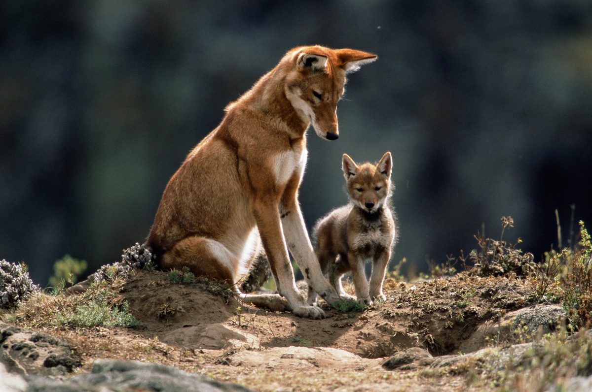 An Ethiopian wolf rests outside its den entrance with its pup