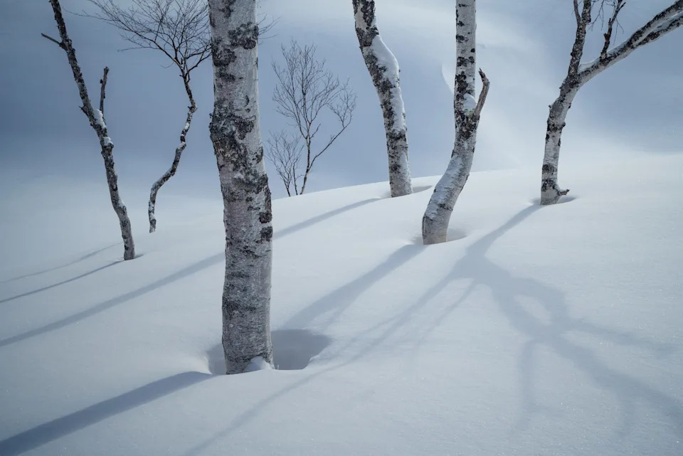 birch trees with snow