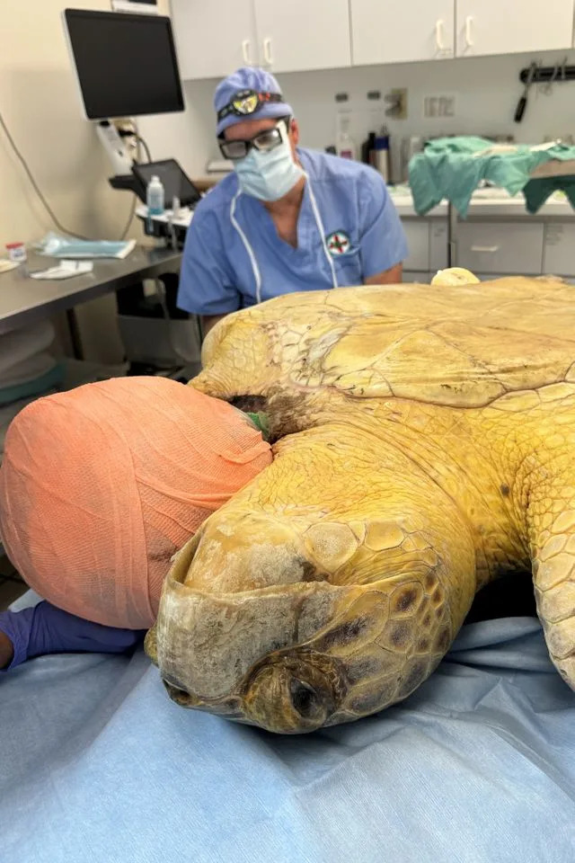 Courtesy of The Turtle Hospital Molly in surgery