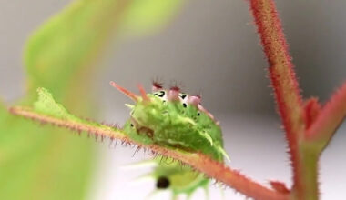 Little-known benefit of backyard creature famous for causing 'instant burning pain'