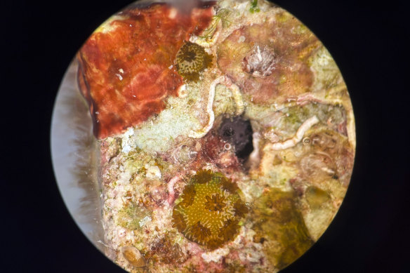 The early life of a newly settled coral (bottom centre) is a battle for space with algae and other marine organisms.