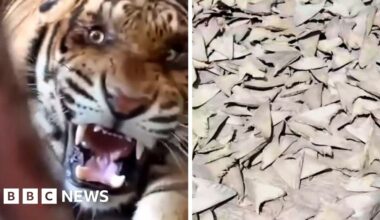 Tiger teeth, dried seahorses and shark fins are being sold illegally on Facebook, BBC finds