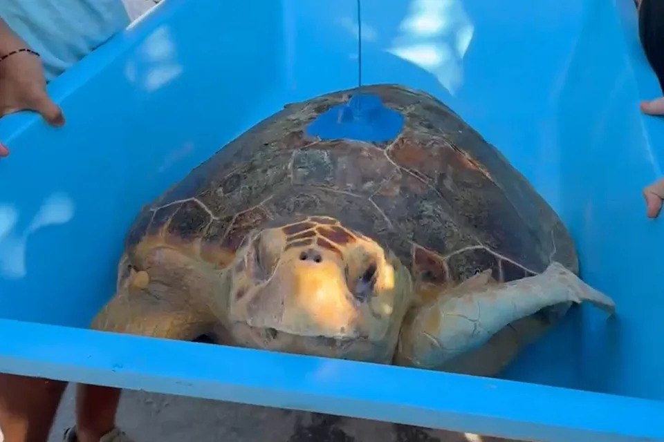 Courtesy of The Turtle Hospital Molly in the moments before her release
