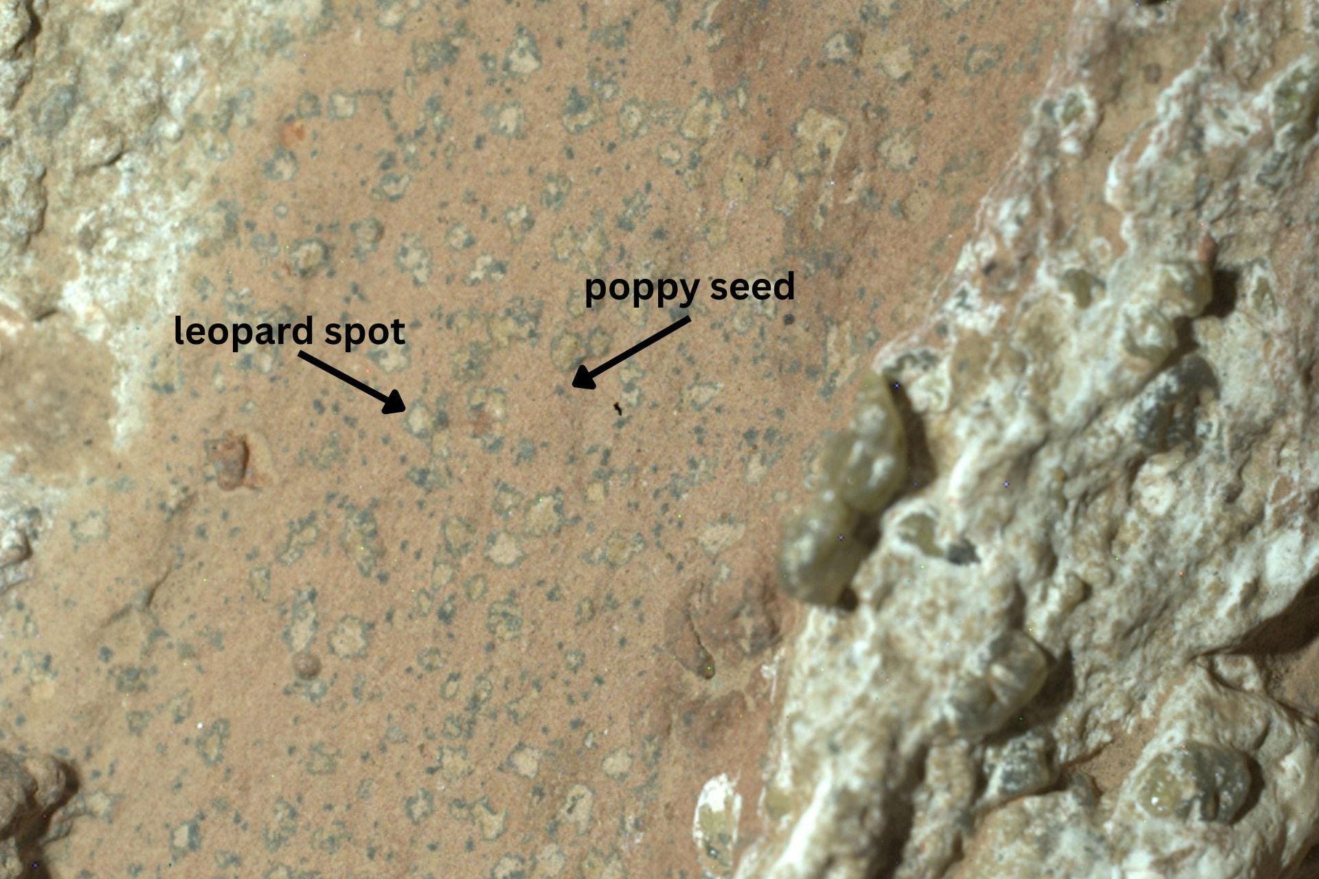 Spotted features of Cheyava Falls rock on Mars