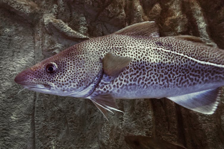 A cod fish in the water