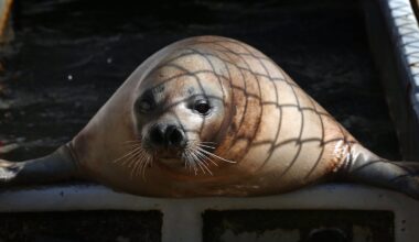 Are harp seals responsible for the stalled recovery of Atlantic cod?