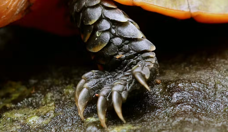A close up shot of a turtle's claw