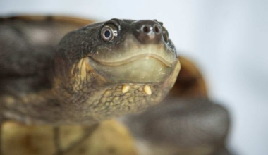 The tiny clue that reveals if an animal has been illegally smuggled