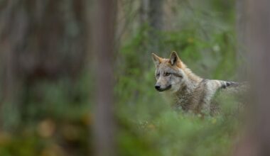 Should lynx and wolves be reintroduced to Britain and Ireland? Young people have mixed feelings