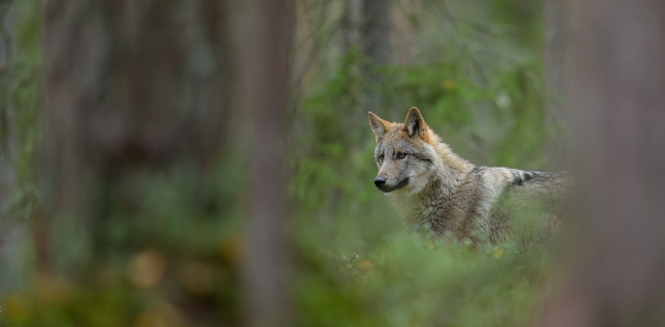 Should lynx and wolves be reintroduced to Britain and Ireland? Young people have mixed feelings