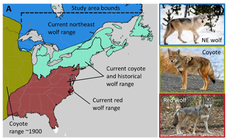 A map of central to eastern North America. Parts of southern Canada are marked as 'current northeast wolf range,' the northeast US is marked 'current coyote and historical wolf range,' the rest of the southern and eastern US is marked 'red wolf range' and to the west is marked 'coyote range ~1900.'