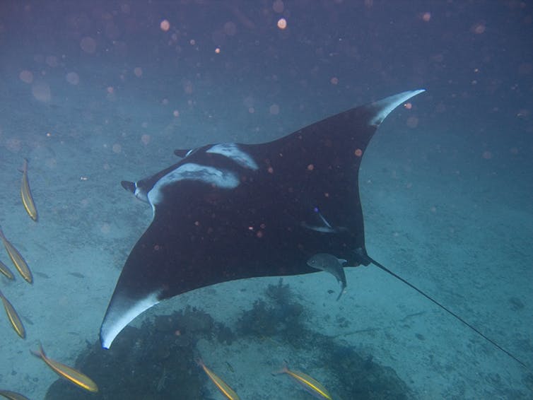A manta ray gliding with fish.