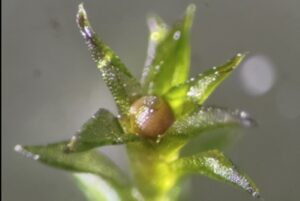 ancient extreme Earth organism in space