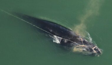 Critically endangered right whale often seen in New England waters may not survive severe entanglement