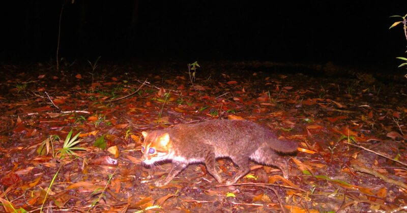 A small, reddish-brown wild cat with a white underside walks on leaf-covered ground at night, captured by a trail camera with glowing eyes and a dark forest background.