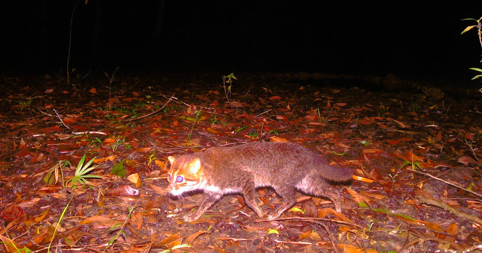 A wild cat with a brownish coat walks through a forest at night, captured by a trail camera. The forest floor is covered with dry leaves, and trees and foliage are visible in the background.