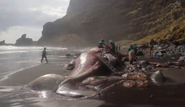 ‘Floating Gold’ Found in Dead Whale