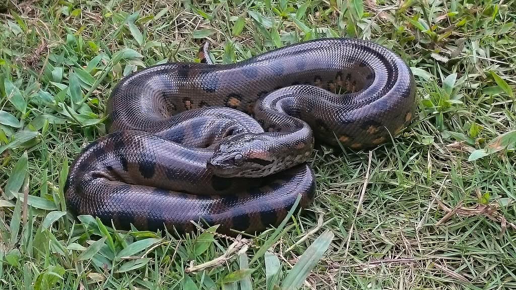Anaconda in grass