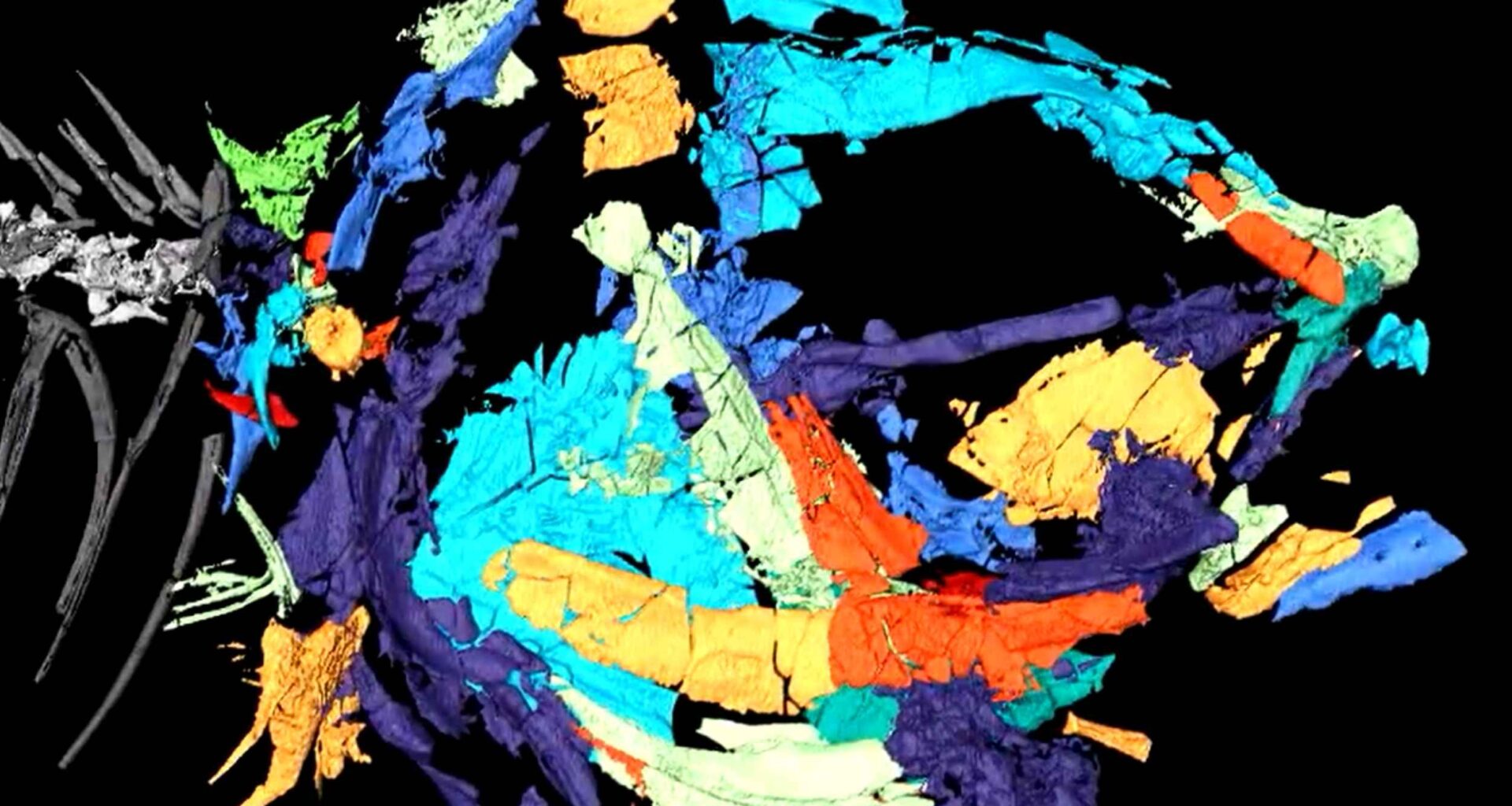 Largest group of freshwater fish originated in rivers, not the seas