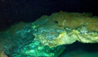 Scientists Found the Deepest Known Arctic Vent—and It's Teeming With Life