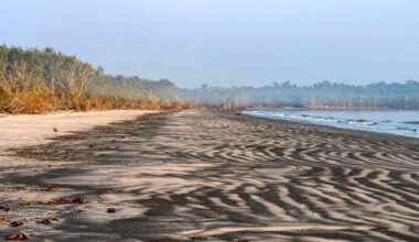 From Nearly Extinct To 400+ Hatchlings