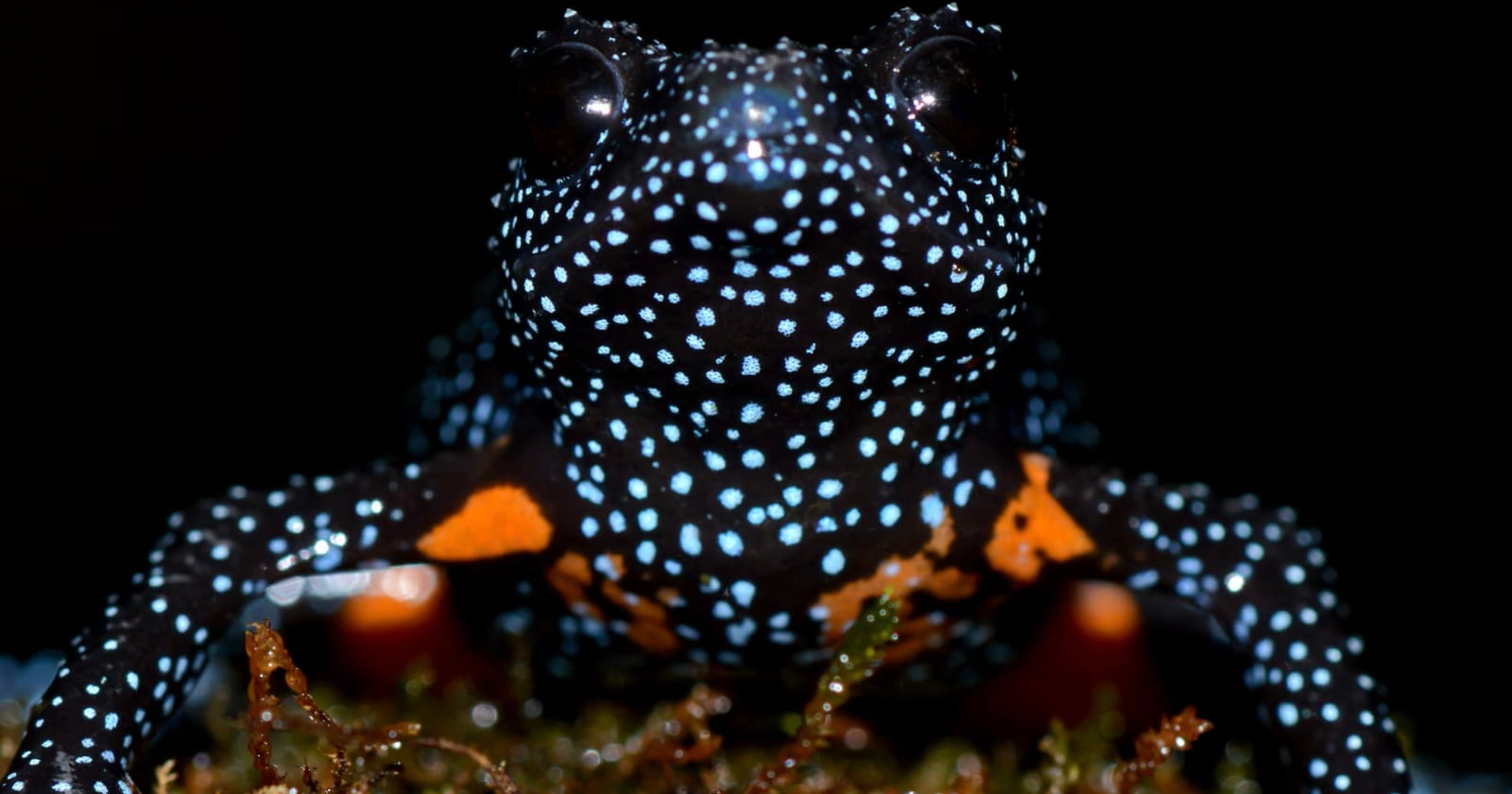 A close-up of a black frog covered in bright blue spots and orange patches on its body, sitting on green moss against a dark background.