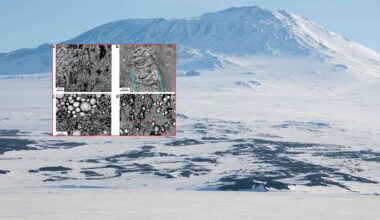 Enormous 68-million-year-old egg dubbed ‘The Thing’ unearthed in Antarctica